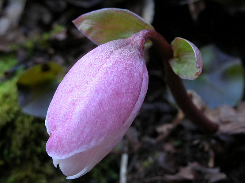 Helleborus niger / Rosa di Natale